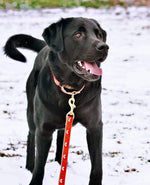 Foxy Dog Lead