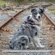 Feelin' Groovy Dog Harness