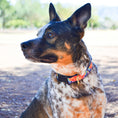 Load image into Gallery viewer, Feelin' Groovy Dog Collar
