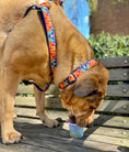 Load image into Gallery viewer, Feelin' Groovy Dog Collar
