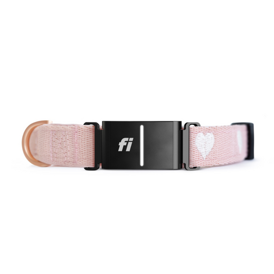 DOGISTRY The DOGISTRY x Fi Sweetheart 3+ Collar Band