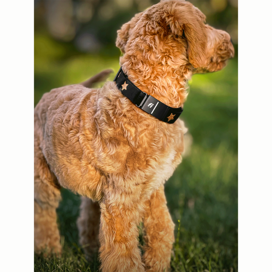DOGISTRY The DOGISTRY x Fi Rockstar 3+ Collar Band