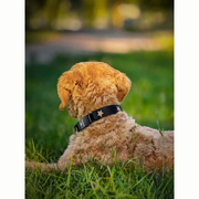 The DOGISTRY x Fi Rockstar Collar