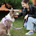 Load image into Gallery viewer, PADDED  ACTIVE  PET LEASH  - MINT GREEN
