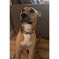 Load image into Gallery viewer, Fishtail Hand Braided Dog Collar in Burgundy & Cream - Southlake Paws
