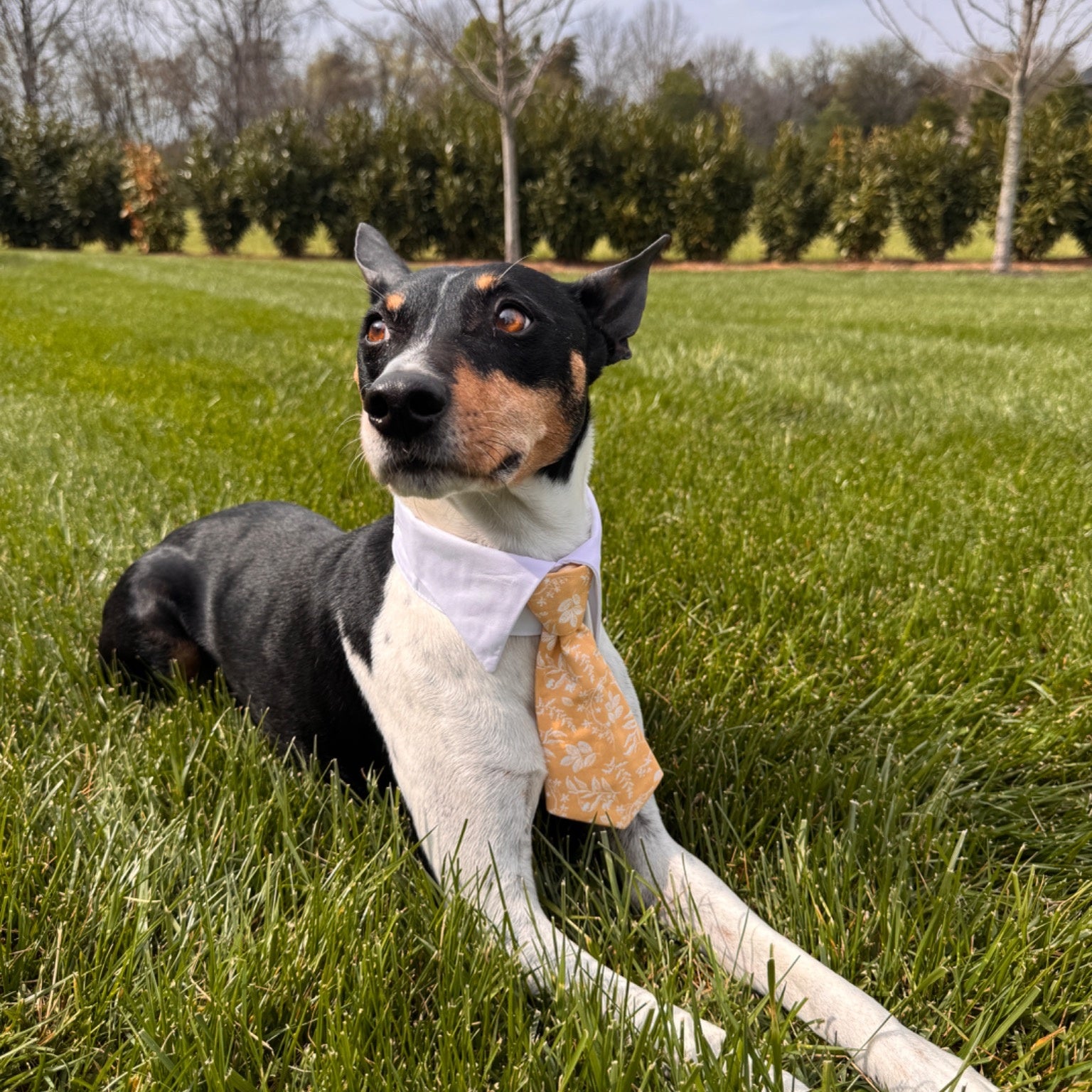 Vineyard Collar Tie