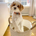 Load image into Gallery viewer, Flower Power Small Breed Dog Collar
