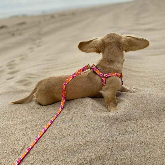 Up Country Flower Power Dog Cast Brass Dog Harness