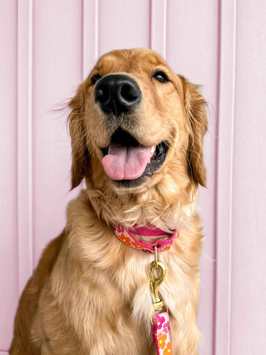 Up Country Flower Power Cast Brass Martingale Collar