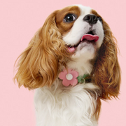 Flora Pet Harness & Backpack 3-in-1 Set