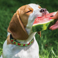 Load image into Gallery viewer, One in a Melon Dog Collar
