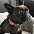 Load image into Gallery viewer, Day of the Dead - Dog Collars, Leads, and Bows
