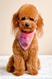 The Birds of Paradise Scarf