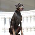 Load image into Gallery viewer, TKC Exclusive Holiday Dots Beaded Dog Collar
