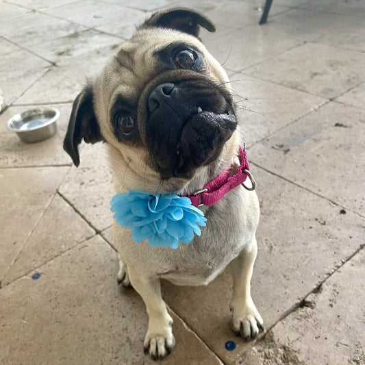 Floral Dog Collar Sliders - Southlake Paws
