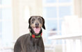 Load image into Gallery viewer, TKC Exclusive Holiday Christmas Tree Beaded Dog Collar
