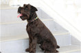 Load image into Gallery viewer, TKC Exclusive Holiday Argyle Beaded Dog Collar

