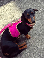 The Scarlet Dog Harness