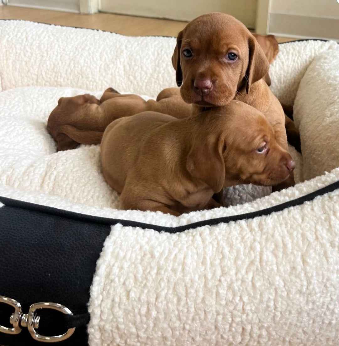 Bowsers Signature Scoop Bolster Dog Bed in ivory-sheepskin
