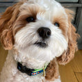 Load image into Gallery viewer, Funky Fish Small Breed Dog Collar
