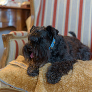 Personalized Blue Stitch Dog Blanket