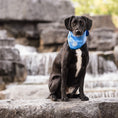 Load image into Gallery viewer, ICE BAND - Dog Cooling Bandana - Blue
