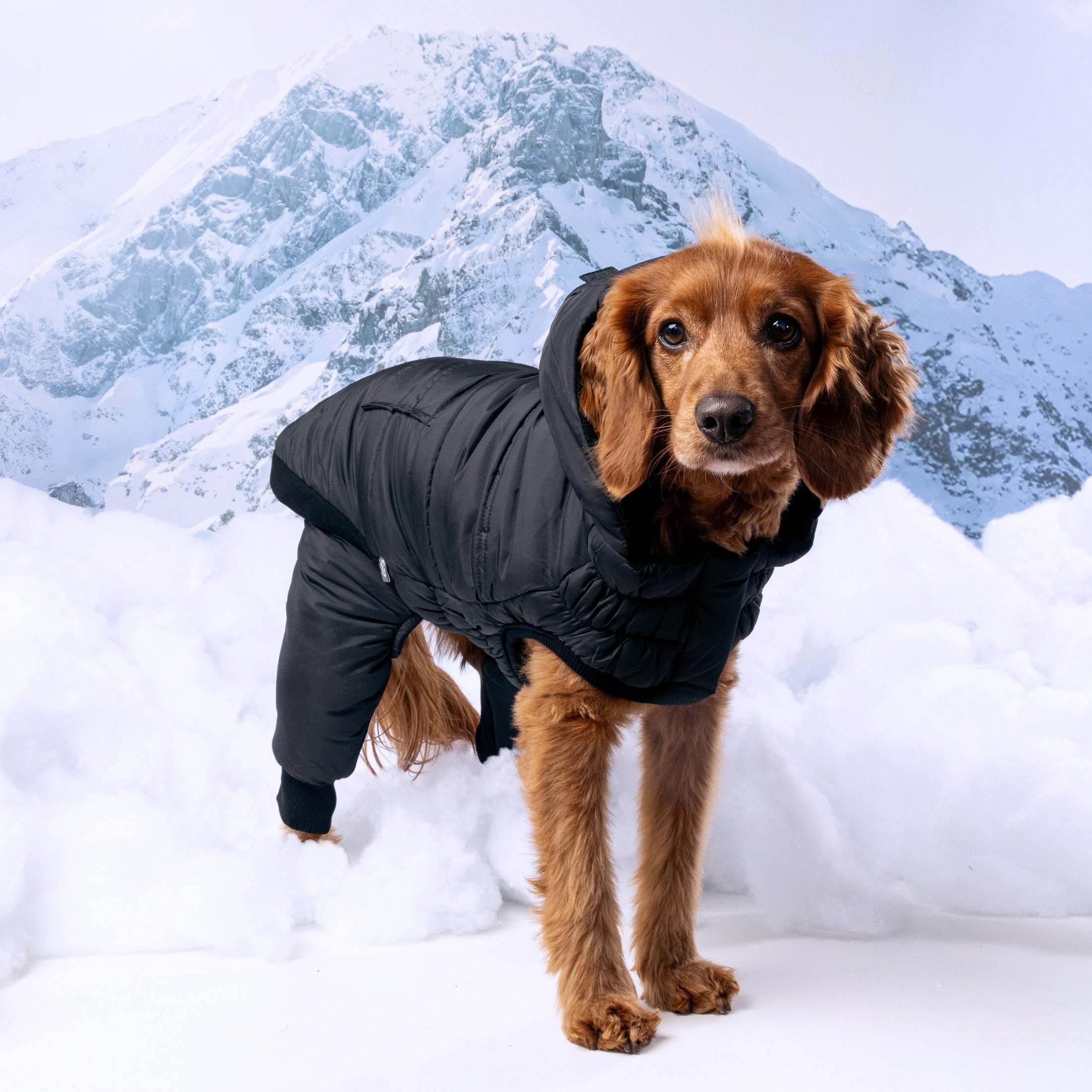 Odysey Snowsuit - Southlake Paws