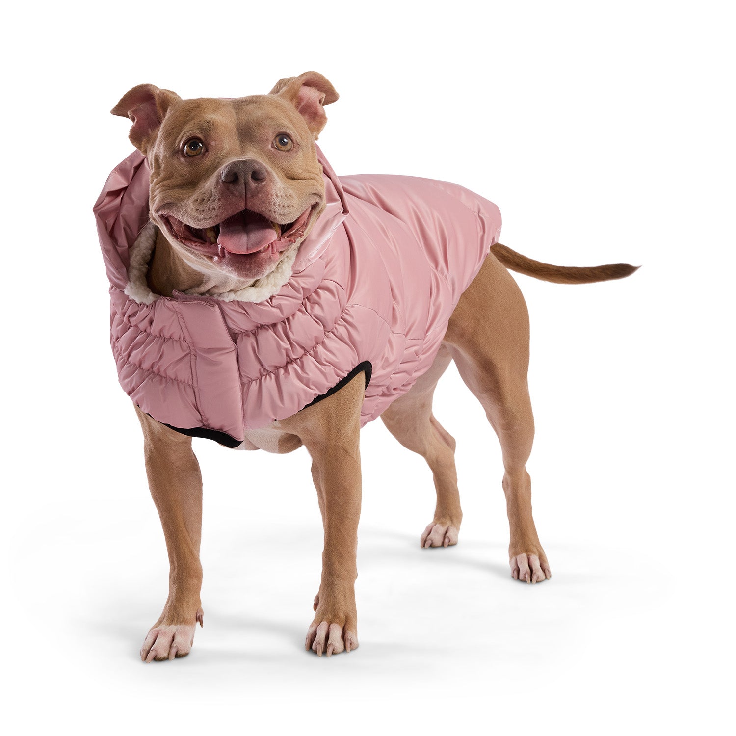 Lunar Glow Parka - Southlake Paws