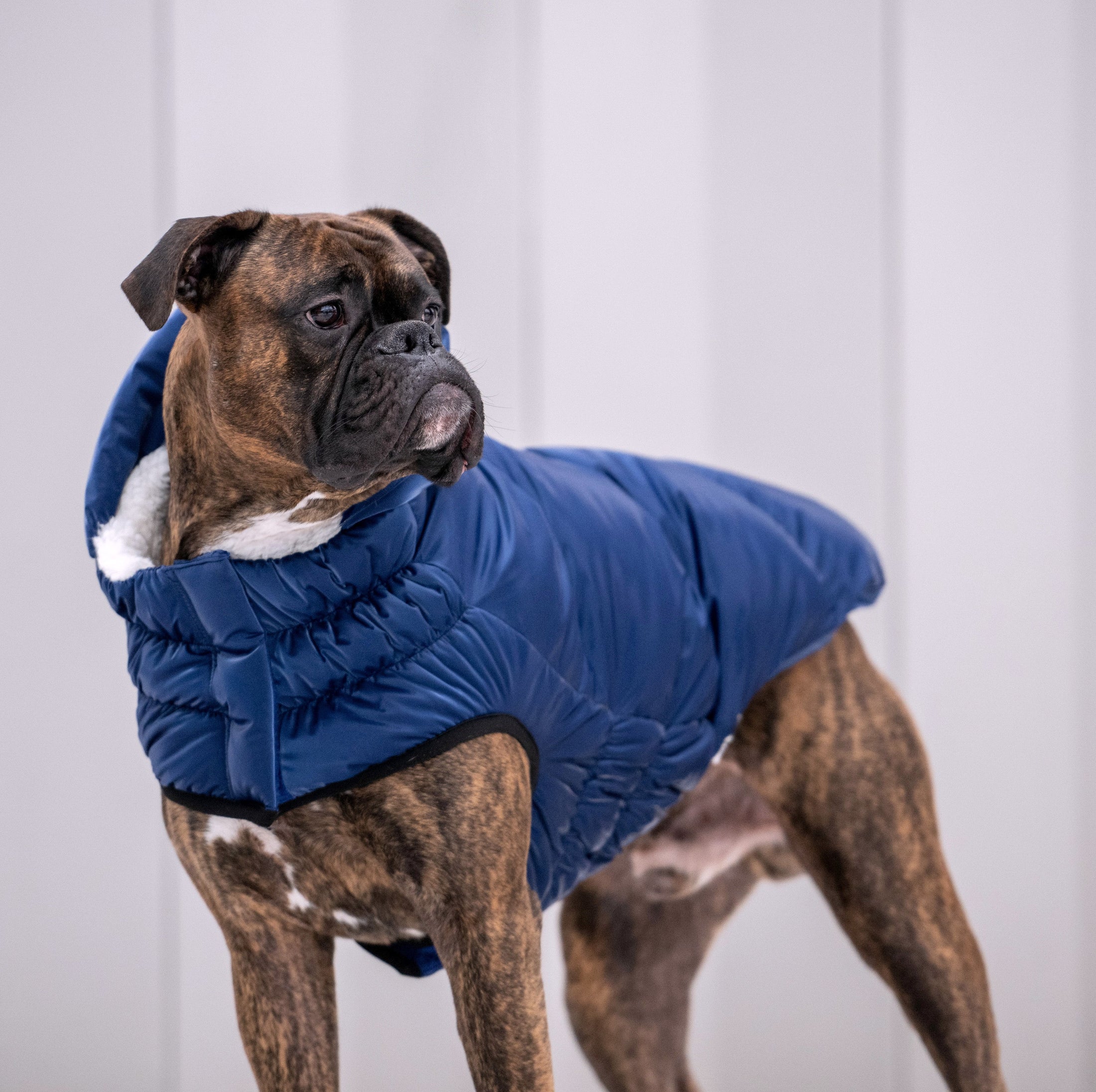 Lunar Glow Parka - Southlake Paws