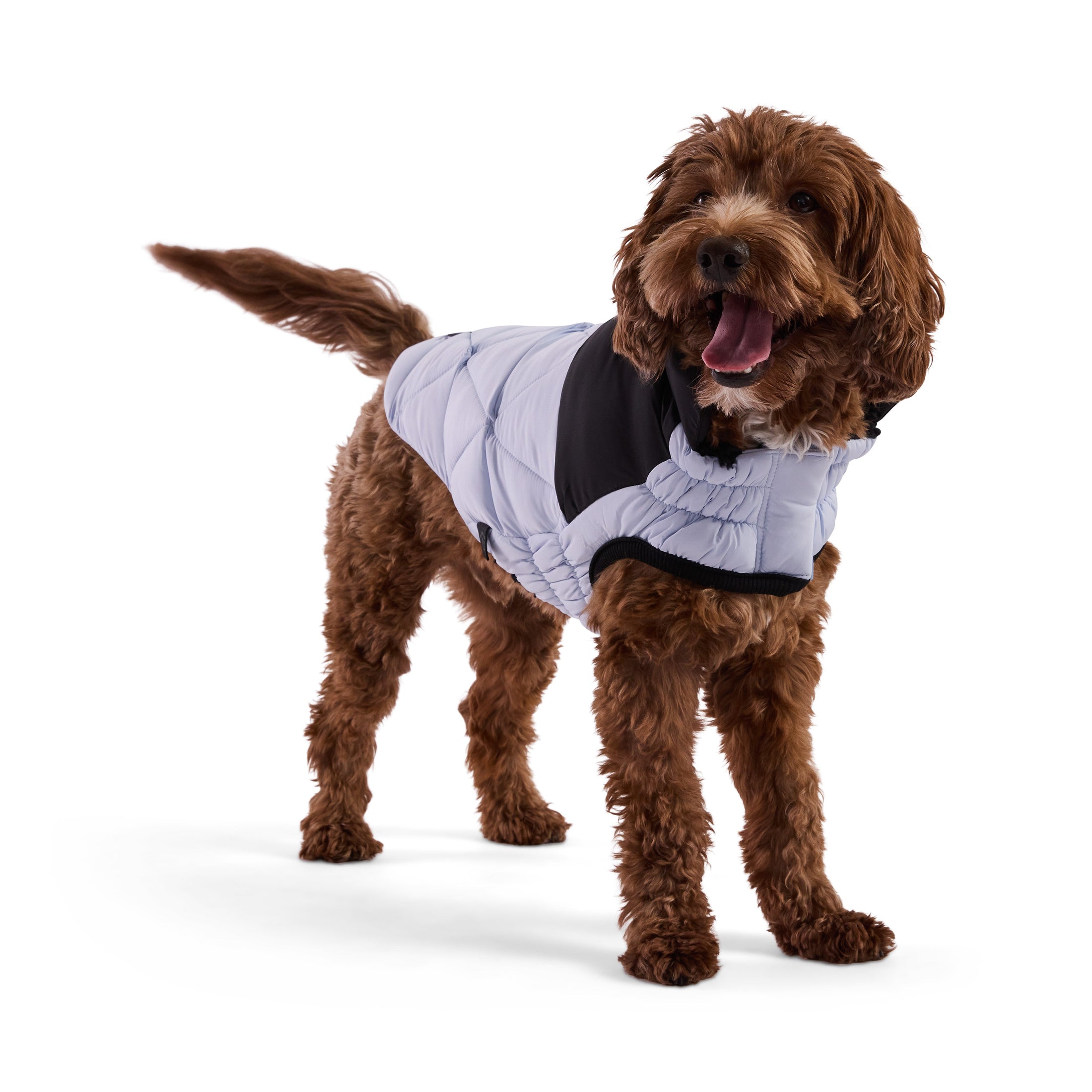 Diamond Puffer - Southlake Paws