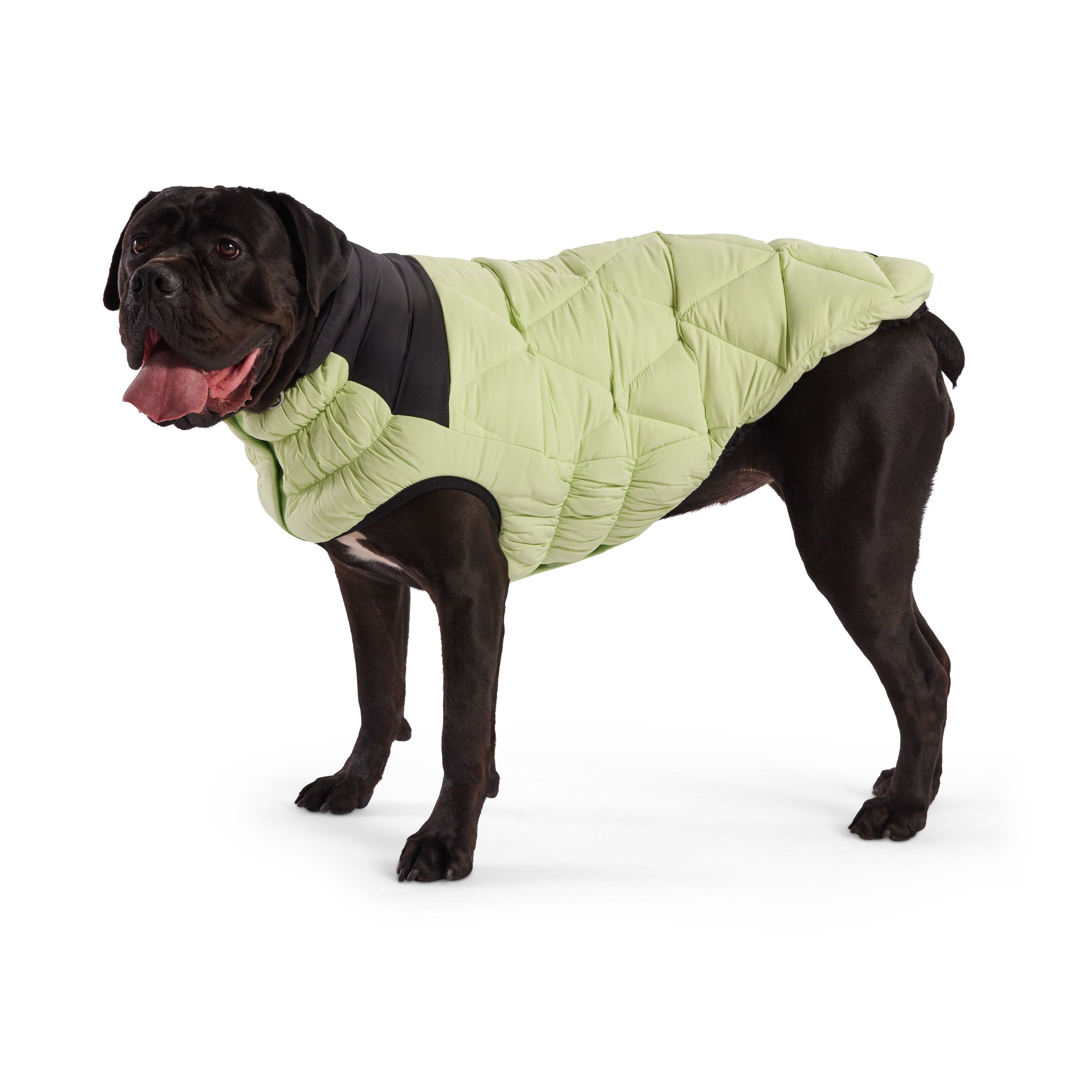 Diamond Puffer - Southlake Paws