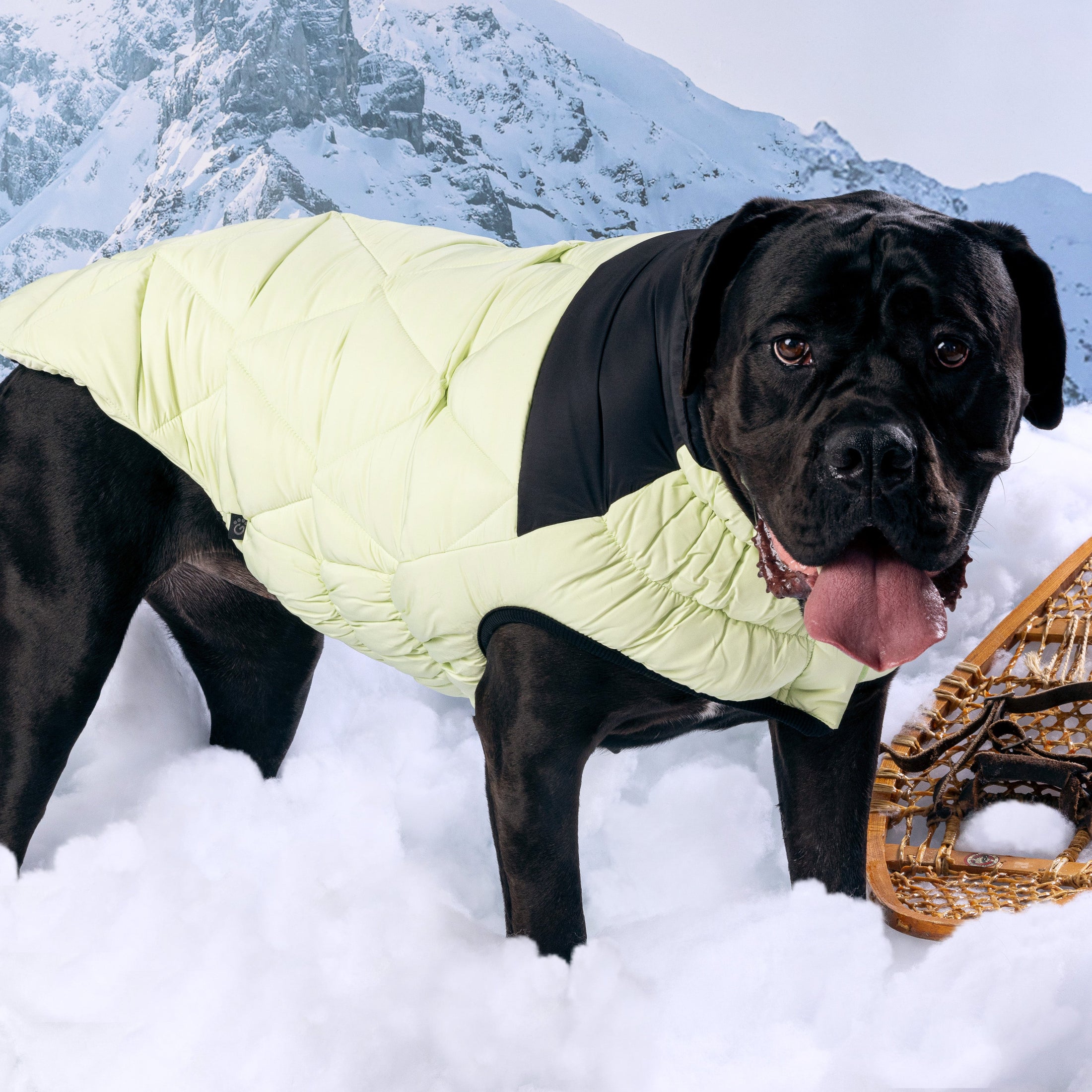 Diamond Puffer - Southlake Paws