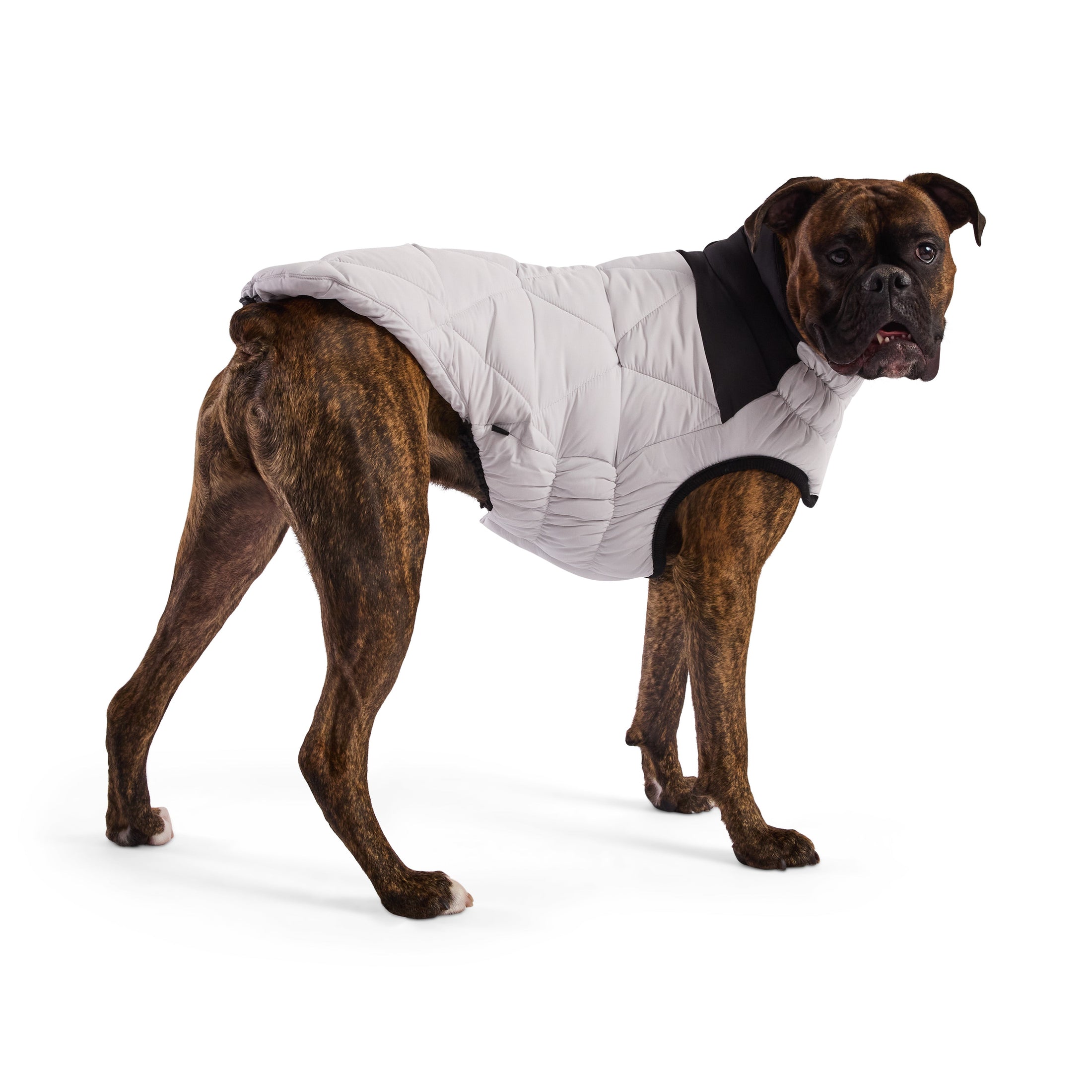 Diamond Puffer - Southlake Paws
