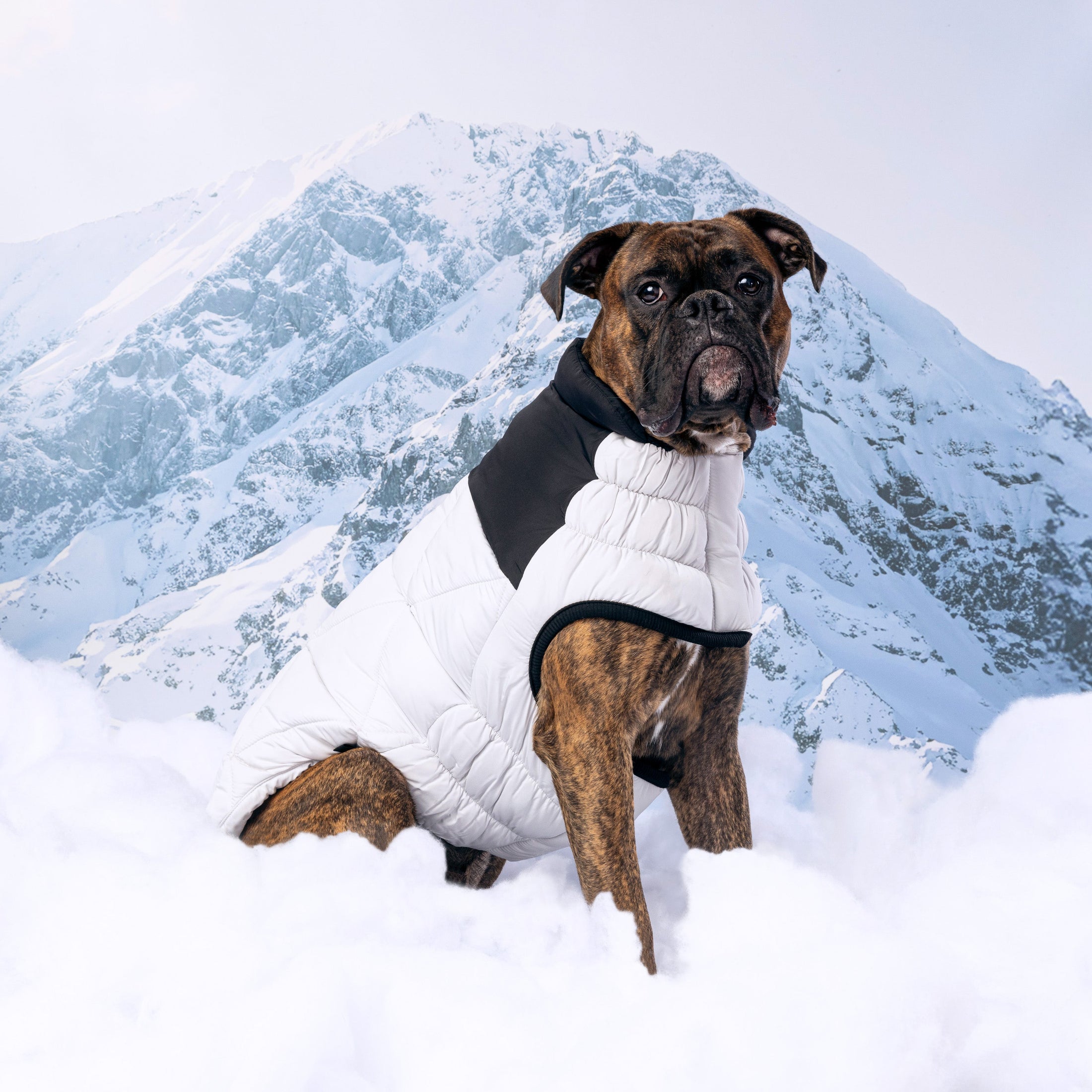 Diamond Puffer - Southlake Paws