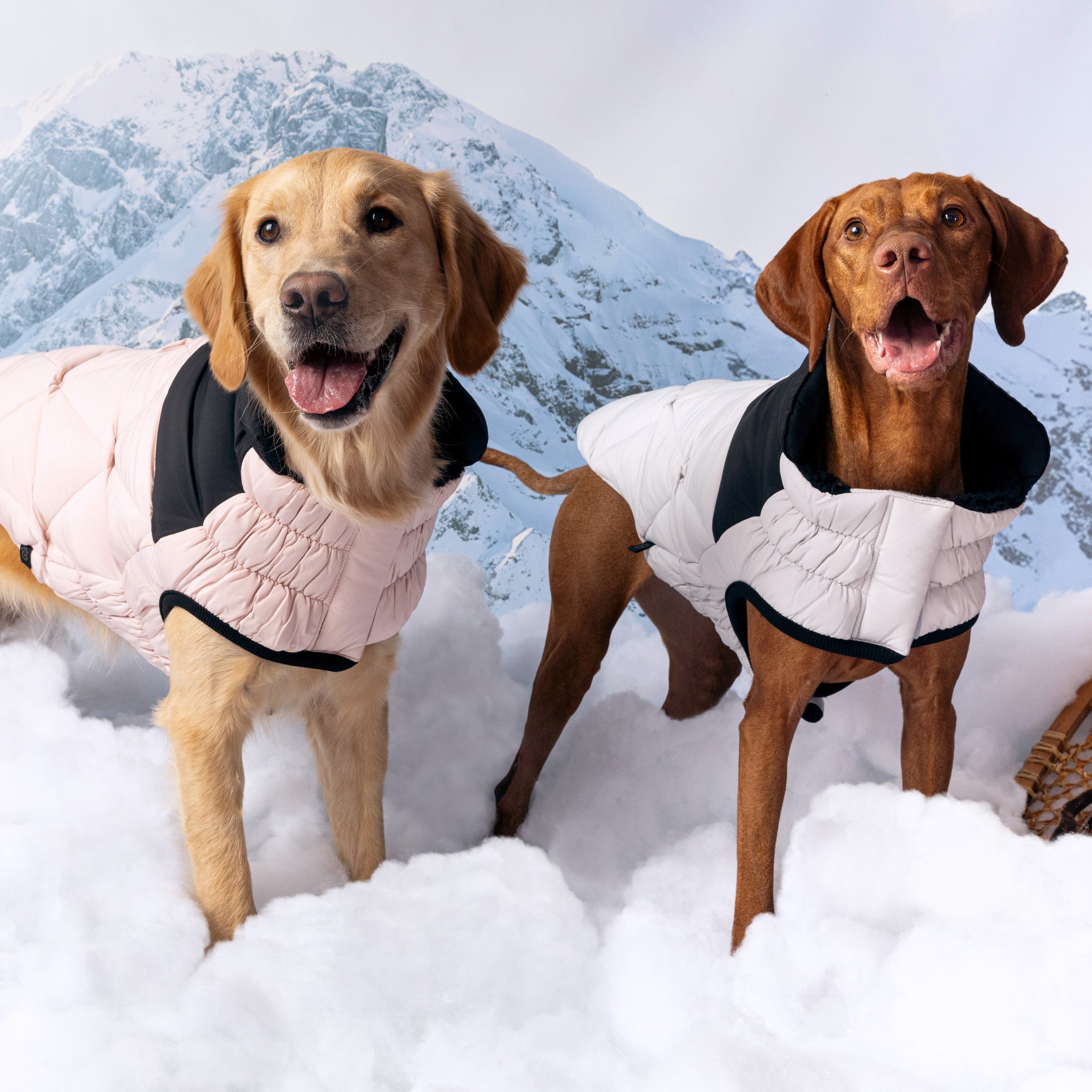 Diamond Puffer - Southlake Paws