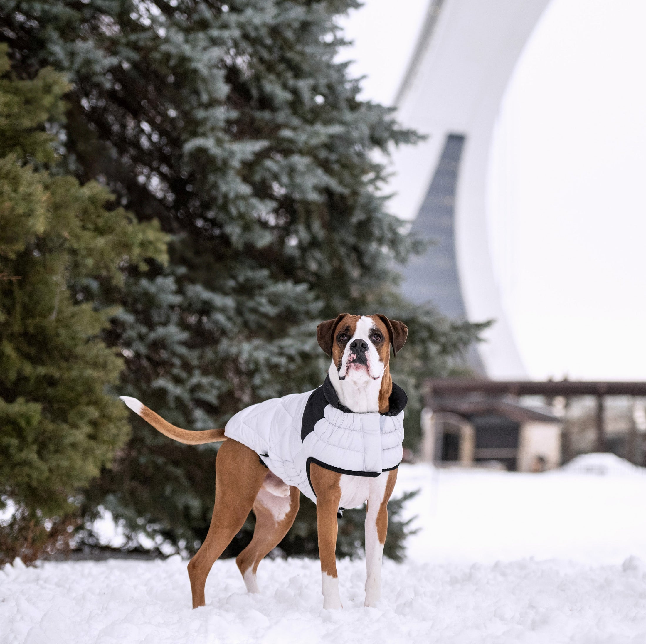 Diamond Puffer - Southlake Paws