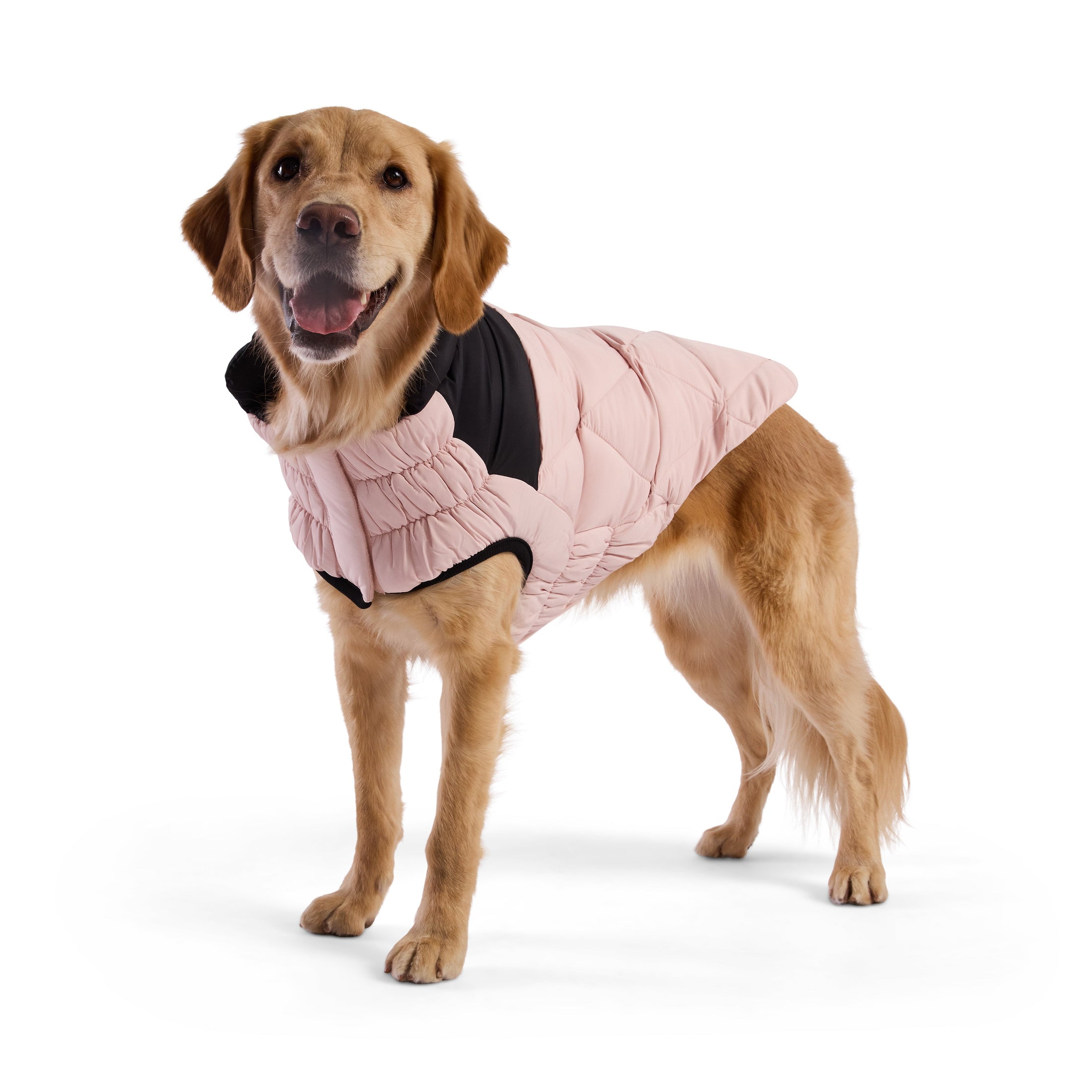 Diamond Puffer - Southlake Paws
