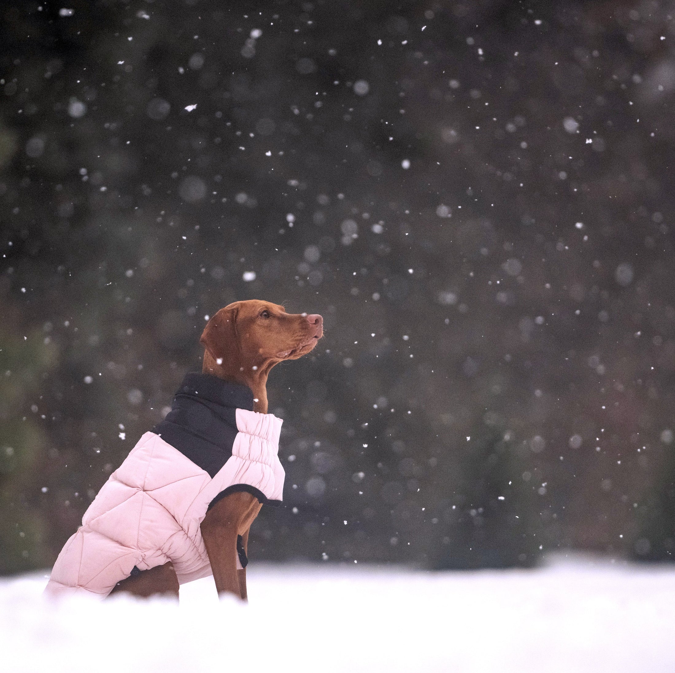 Diamond Puffer - Southlake Paws