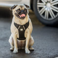 Load image into Gallery viewer, Travel Harness - Black
