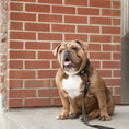 Load image into Gallery viewer, Reflective Collar - Black

