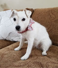 Load image into Gallery viewer, Gingham Check Turquoise Dog Bow Tie
