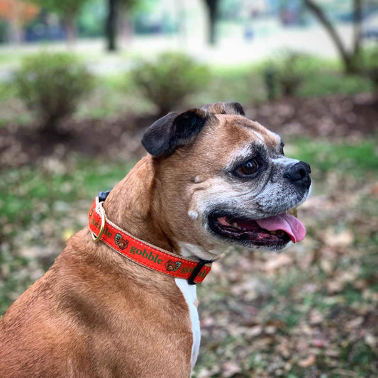 Up Country Gobble Cast Brass Dog Collar