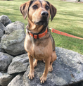 Load image into Gallery viewer, Gobble Dog Collar
