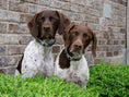 Load image into Gallery viewer, Gordon Plaid Dog Collar
