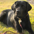 Load image into Gallery viewer, Got Bones Dog Lead
