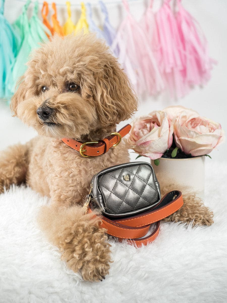 Ainsley Dog Collar