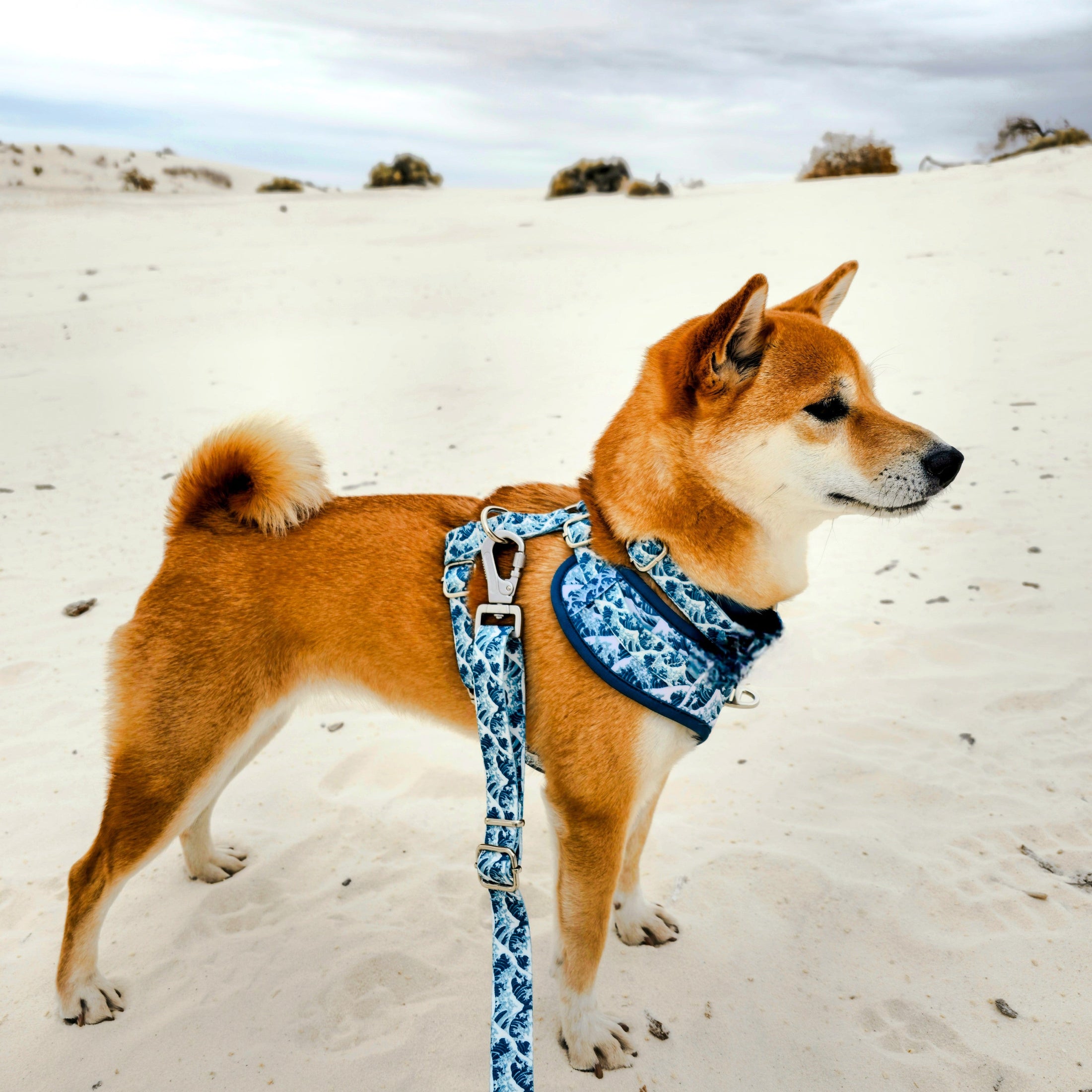 Great Wave Leash - Southlake Paws