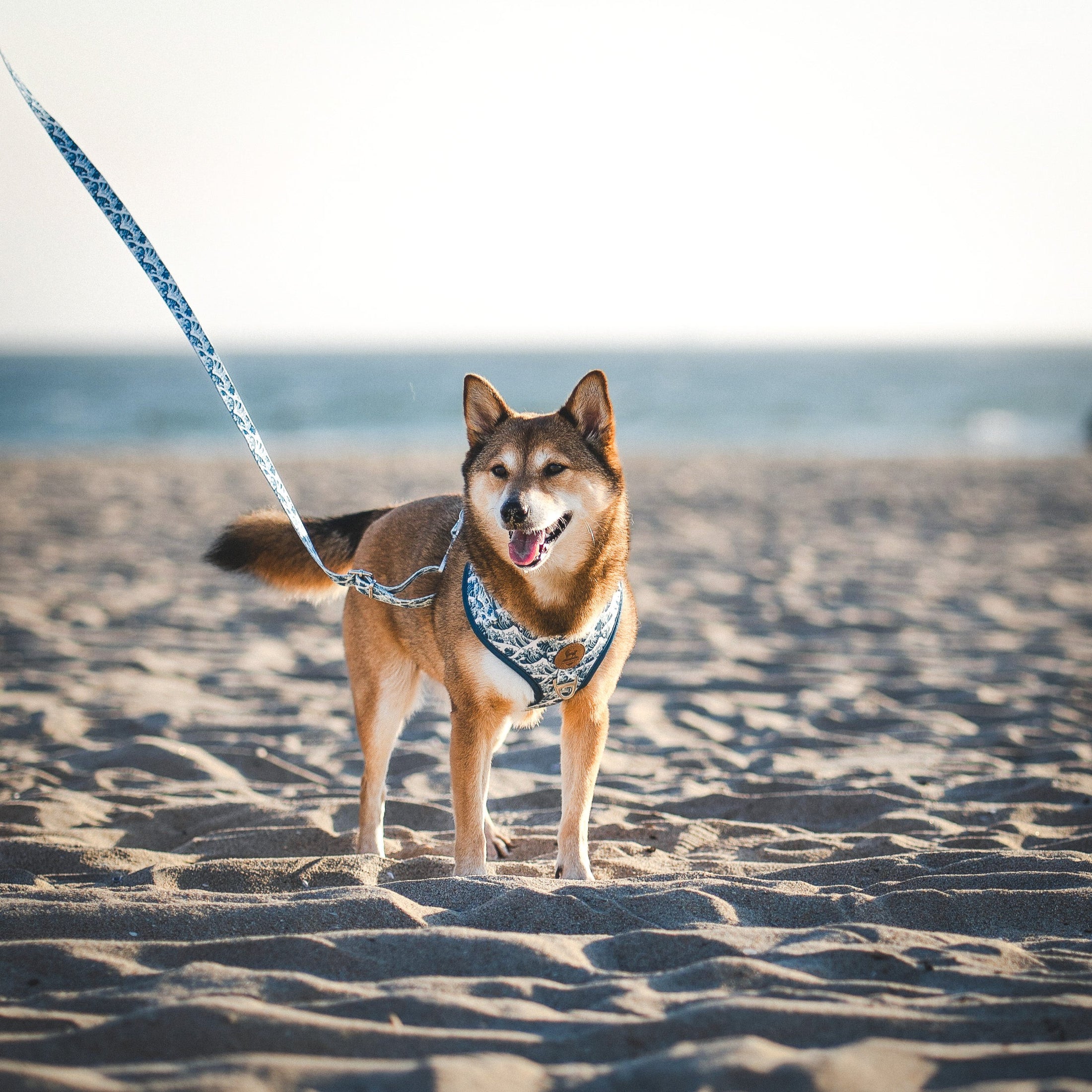 Great Wave Leash - Southlake Paws