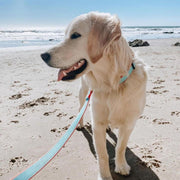 Color Market Dog Lead