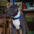 Load image into Gallery viewer, Color Market Dog Lead
